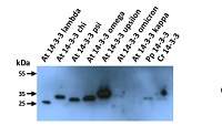14-3-3 GRF | General regulatory element in the group Antibodies Plant/Algal  / Plant Developmental Biology / Plant Signal Transduction at Agrisera AB (Antibodies for research) (AS12 2119)